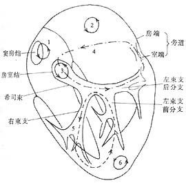 心率失常