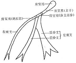 心率失常(图一)