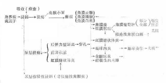 角膜病